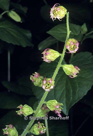 tellima grandiflora 3 graphic